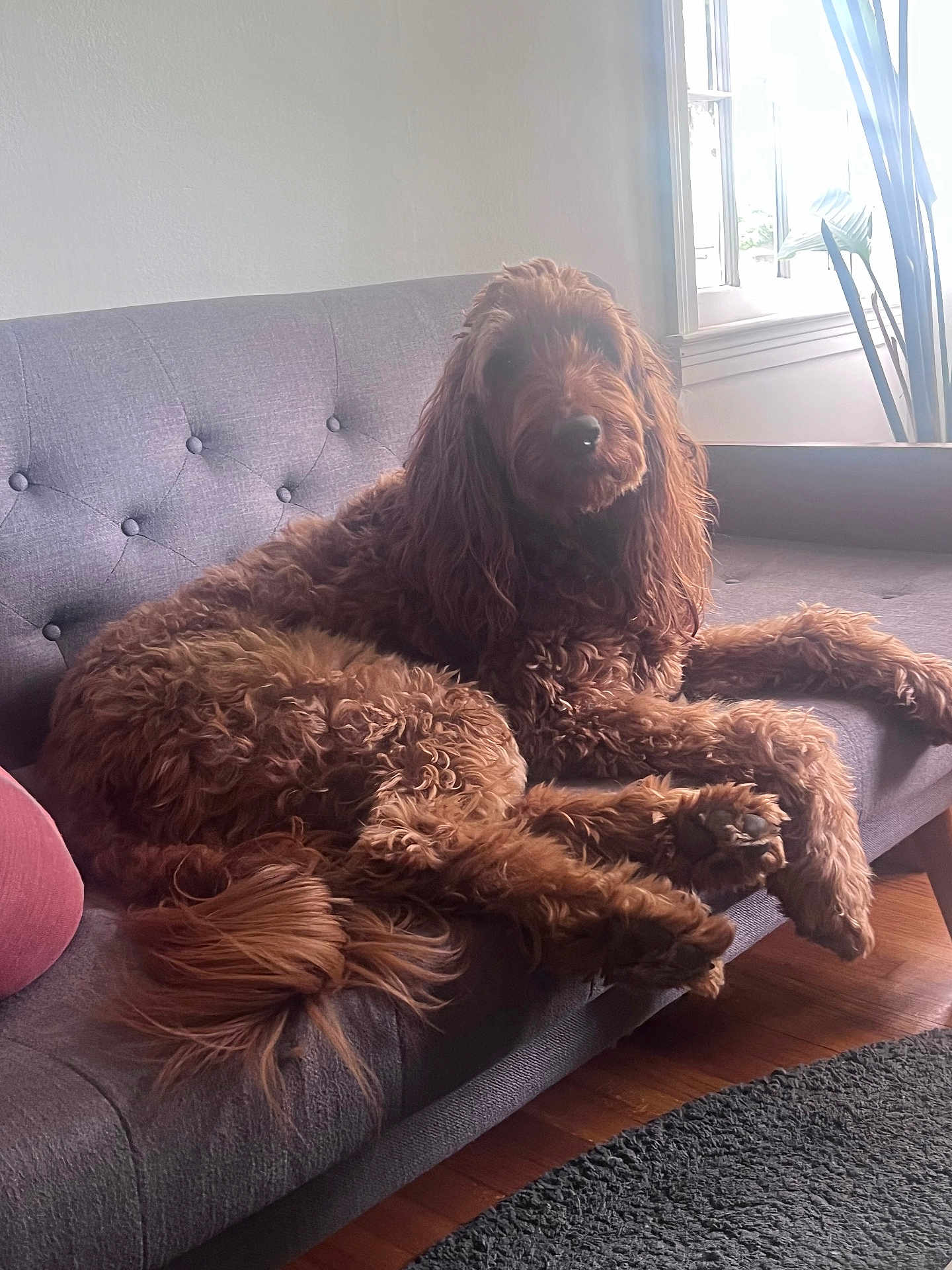 Ollie joined the competition — help win amazing prizes! dog, brown_dog, curly_fur, couch, sofa, indoor, living_room, window, natural_light, furniture, pet, relaxed, cozy, tufted_couch, wooden_floor, plant, home_interior, paw, animal, resting