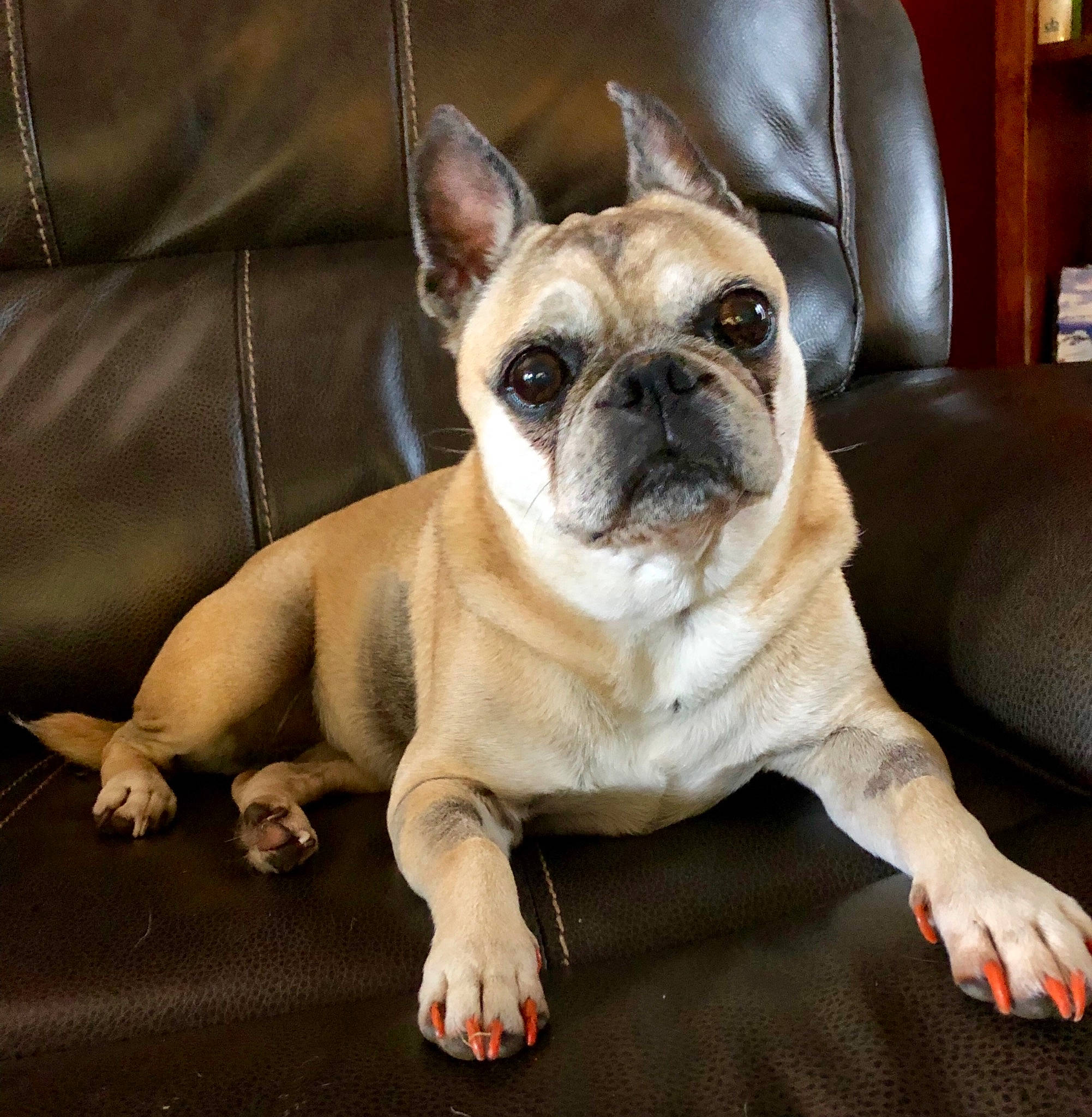 Daisy joined the competition — help win amazing prizes! ancient_dog_breeds, bulldog, canidae, carnivore, companion_dog, dog, dog_breed, fawn, french_bulldog, mammal, non_sporting_group, pug, puppy, puppy_love, skin, snout, toy_bulldog, toy_dog, vertebrate, whiskers