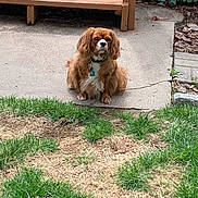 Melrose is registered to the contest to win money with this photo: animal, backyard, bench, brown_dog, calm, collar, concrete, daylight, dog, fence, fur, garden, grass, nature, outdoor, pet, sitting, tag, watchful, yard