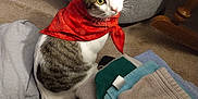 Darla is registered to the contest to win money with this photo: cat, red_bandana, towel, folded_towels, carpet, indoor, pet, curious, tabby_cat, white_and_brown, feline, looking_up, floor, household_items, domestic_animal, cute, whiskers, tail, sitting, cozy