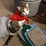 cat, red_bandana, towel, folded_towels, carpet, indoor, pet, curious, tabby_cat, white_and_brown, feline, looking_up, floor, household_items, domestic_animal, cute, whiskers, tail, sitting, cozy