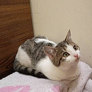 Darla is registered to the contest to win money with this photo: animal, blanket, cat, cozy, curious, cute, domestic, ears, feline, fur, indoor, looking_up, mammal, pet, resting, soft, tabby, tail, whiskers, white