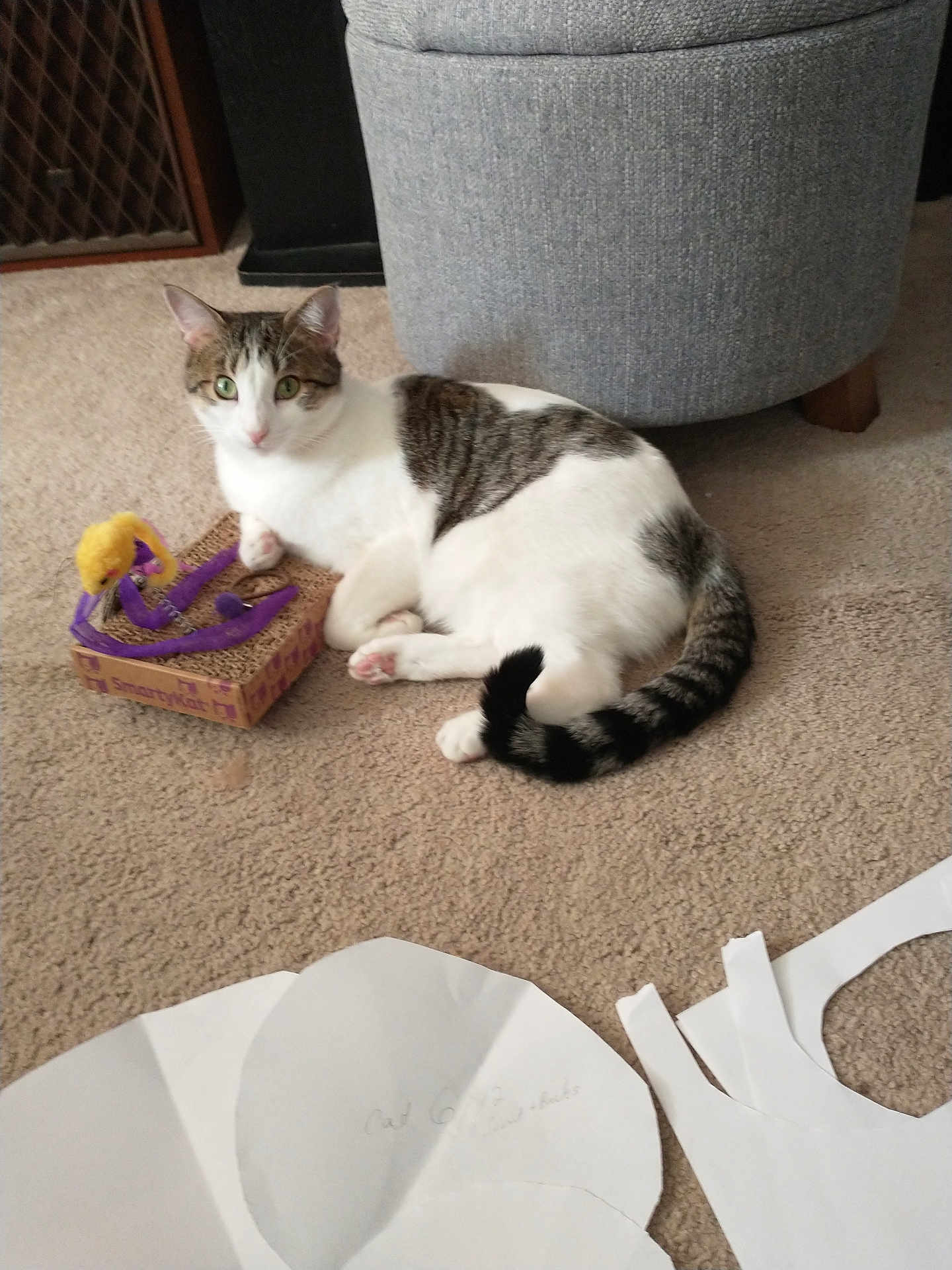 Darla