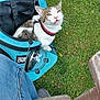 cat, travel_carrier, grass, greenery, outdoor, pet, animal, leash, blue, white, tabby, person_leg, shoe, casual_clothing, nature, daylight, playful, open_mouth, pet_accessory, seated