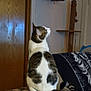 cat, indoor, furniture, table, checkered_board, shelf, zebra_pattern, scratching_post, wooden_door, couch, blanket, tail, wall, curious, pet, animal, sitting, looking_up, domestic, cozy