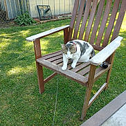 Darla joined the competition — help win amazing prizes! cat, wooden_chair, grass, outdoor, fence, leash, garden, sunlight, pet, animal, greenery, backyard, curious, sitting, daylight, nature, metal_fence, plant, wood, domestic_cat