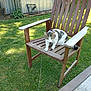 cat, wooden_chair, grass, outdoor, fence, leash, garden, sunlight, pet, animal, greenery, backyard, curious, sitting, daylight, nature, metal_fence, plant, wood, domestic_cat