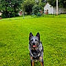 animal, backyard, canine, daytime, dog, ears_up, fence, grass, greenery, house, lawn, nature, outdoor, pet, pole, sky, smiling, standing, tree, yard