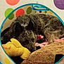 Ash is registered to the contest to win money with this photo: dog, plush_toy, blanket, pillow, play_tent, polka_dot, indoor, pet, resting, cozy, snuggling, animal, fur, sleeping, cute, soft, colorful, comfort, fabric, home