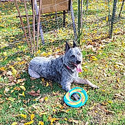 Ash is registered to the contest to win money with this photo: dog, outdoor, grass, leaves, toy, fence, panting, happy, animal, pet, nature, chair, sunlight, autumn, playful, resting, blue, yellow, tongue, wire_fence