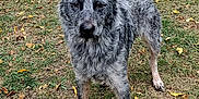 Ash is registered to the contest to win money with this photo: dog, blue_merle, canine, outdoor, grass, autumn, leaves, alert, ears_up, standing, pet, animal, nature, fall, fur, four_legs, muzzle, snout, watchful, background