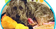 Ash is registered to the contest to win money with this photo: animal, black, blanket, brown, canine, cozy, cute, dog, furry, home, indoor, pet, pillow, plush_toy, polka_dot, relaxing, resting, soft, tent, yellow_duck