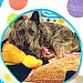 Ash is registered to the contest to win money with this photo: dog, tent, plush_toy, yellow_duck, pillow, polka_dot, indoor, cozy, pet, canine, resting, furry, brown, black, animal, cute, relaxing, soft, blanket, home