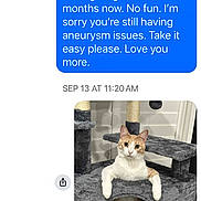 Squeeks joined the competition — help win amazing prizes! animal, cat, cat_tree, cats, cubby, feline, front_paws, gray, home, indoor, lounging, messenger_screenshot, orange, orange_and_white, pet, pet_furniture, portrait, scratching_post, sitting, white