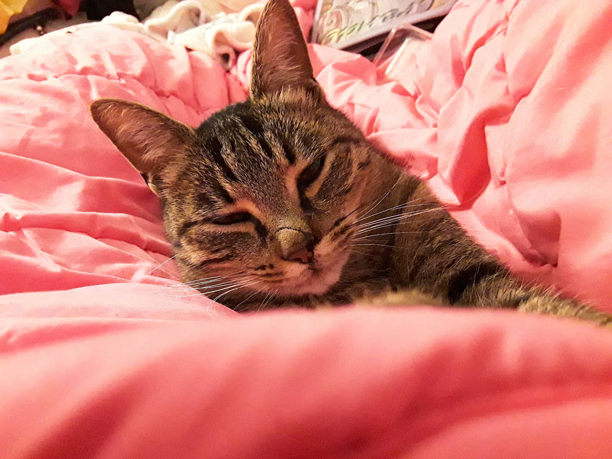 Boubouille a rejoint le concours — aidez-le/la à gagner de superbes lots ! american_shorthair, california_spangled, carnivoran, cat, cat_like_mammal, domestic_short_haired_cat, dragon_li, european_shorthair, eye, fur, kitten, mammal, person, pink, small_to_medium_sized_cats, snout, tabby_cat, toyger, whiskers