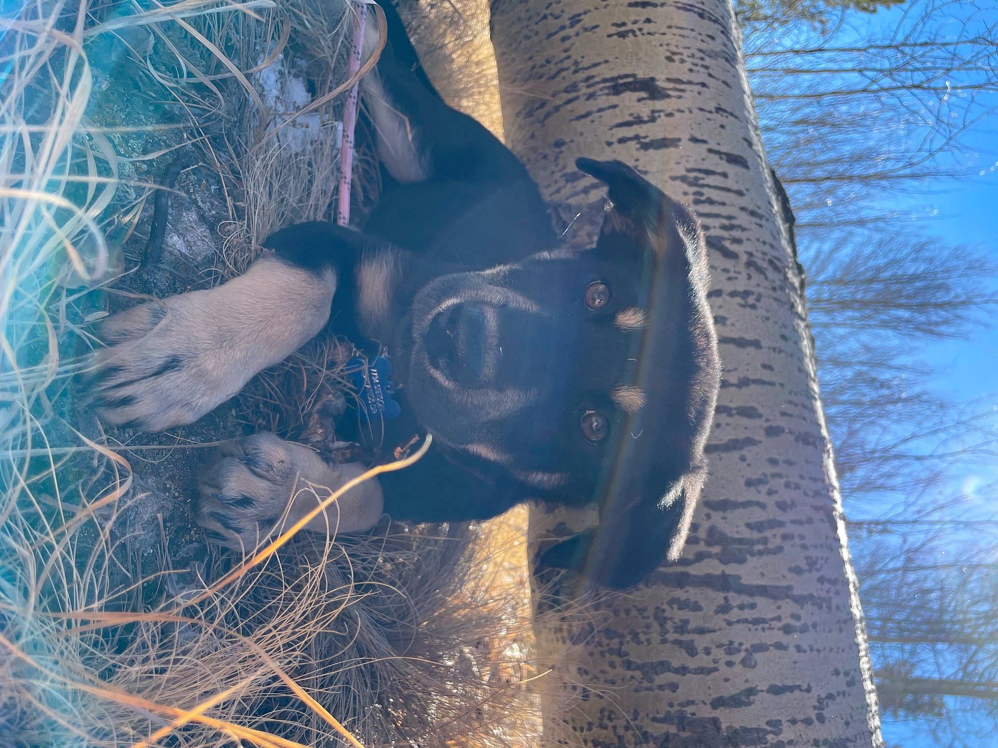 Kora is registered to the contest to win money with this photo: branch, electric_blue, grass, hat, human_leg, organism, people_in_nature, plant, reflection, sculpture, sky, soil, sunlight, tree, trunk, twig, visual_arts, wildlife, winter, wood