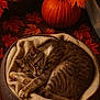 Canette a rejoint le concours — aidez-le/la à gagner de superbes lots ! cat, tabby_cat, pet_bed, fleece, autumn, fall, pumpkin, orange_leaves, basket, cozy, indoor, wood_floor, curled_up, relaxed, cute, animal, domestic_cat, feline, resting, seasonal