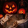 Canette a rejoint le concours — aidez-le/la à gagner de superbes lots ! cat, bed, blanket, halloween, jack_o_lantern, pumpkin, skeleton, spooky, orange_light, cobweb, decor, indoor, cozy, animal, pet, resting, dark_background, glowing, holiday, celebration