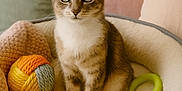Canette a rejoint le concours — aidez-le/la à gagner de superbes lots ! cat, tabby, pet_bed, toy, yarn_ball, plush_toy, pink_sloth, green_ring, blanket, pillow, cozy, indoor, feline, cute, alert, soft_lighting, domestic_cat, sitting, fur, whiskers