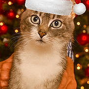 Canette participe au concours pour gagner de l'argent avec cette photo : cat, santa_hat, christmas, holiday, festive, pet, animal, whiskers, cute, feline, closeup, portrait, bokeh, lights, ornaments, red, white, brown, hand, person