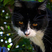 Luigi joined the competition — help win amazing prizes! amber_eyes, animal, black_and_white, cat, close_up, curious, cute, eyes, face, feline, foliage, green_leaves, mammal, nature, outdoor, pet, portrait, soft_light, whiskers, wildlife