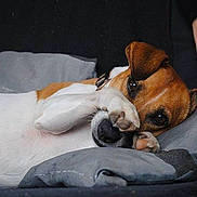 Oslow a rejoint le concours — aidez-le/la à gagner de superbes lots !