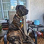 Titus joined the competition — help win amazing prizes! dog, brindle, chair, outdoor, patio, window, potted_plant, table, gardening_tools, plant_pot, leash, collar, large_dog, pet, fur, animal, relaxed, sitting, side_profile, daylight