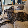 dog, puppy, brindle, couch, indoor, living_room, table, tumbler, speaker, container, wooden_furniture, pet, relaxed, ears, eyes, fur, animal, domestic, home, laying_down