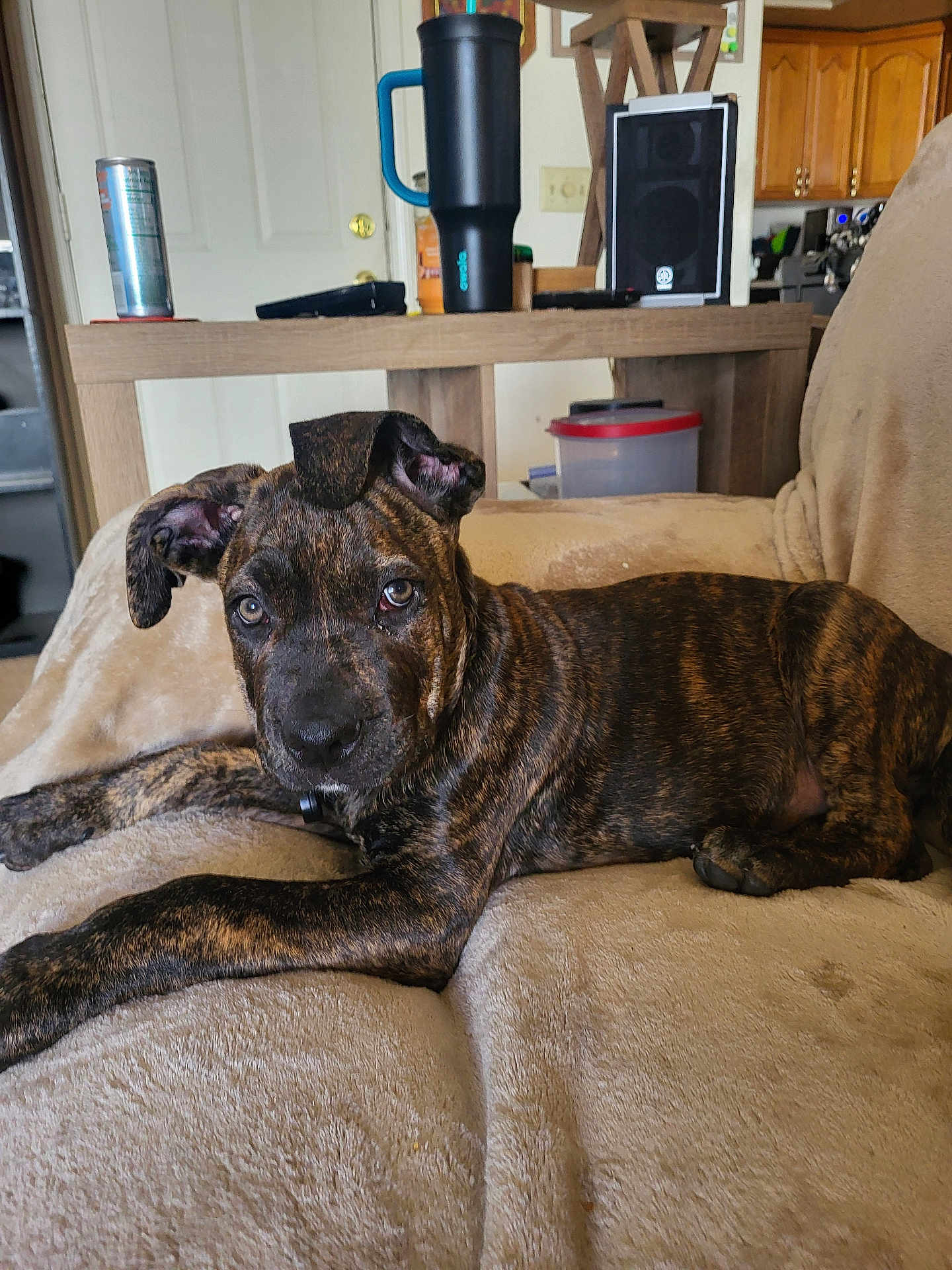 Titus joined the competition — help win amazing prizes! dog, puppy, brindle, couch, indoor, living_room, table, tumbler, speaker, container, wooden_furniture, pet, relaxed, ears, eyes, fur, animal, domestic, home, laying_down