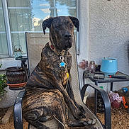 Titus joined the competition — help win amazing prizes! dog, brindle, pet, chair, outdoor, patio, garden, plant, window, fence, collar, tag, light, metal, table, potted_plant, soil, relaxing, animal, canine