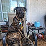 Titus joined the competition — help win amazing prizes! dog, brindle, sitting, patio, chair, outdoor, pet, animal, garden, window, potted_plant, fence, collar, leash, ground, tool, container, relaxed, home, daylight