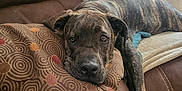 Titus is registered to the contest to win money with this photo: dog, brindle, couch, pillow, patterned_pillow, indoor, resting, relaxed, brown_couch, pet, canine, fur, animal, comfort, living_room, laying_down, home, domestic_animal, snout, ears
