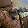 dog, brindle, couch, pillow, patterned_pillow, indoor, resting, relaxed, brown_couch, pet, canine, fur, animal, comfort, living_room, laying_down, home, domestic_animal, snout, ears