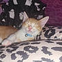 kitten, cat, sleeping, orange_and_white, collar, bell, cushion, leopard_print, blanket, ghost_pattern, cozy, indoor, pet, fur, whiskers, paw, relaxed, cute, animal, resting