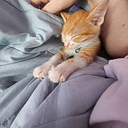 Mr Tony Beans joined the competition — help win amazing prizes! kitten, cat, sleeping, orange_cat, white_paws, stretching, blanket, human_hand, cozy, bed, nap, soft, cute, pet, collar, indoor, resting, feline, comfort, closeup