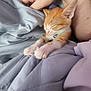 kitten, cat, sleeping, orange_cat, white_paws, stretching, blanket, human_hand, cozy, bed, nap, soft, cute, pet, collar, indoor, resting, feline, comfort, closeup