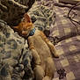 Mr Tony Beans is registered to the contest to win money with this photo: kitten, sleeping, blue_collar, blanket, bedding, bed, orange_and_white, cat, pet, cozy, resting, indoor, cute, small_animal, fur, relaxed, animal, soft_texture, domestic_cat, sleep