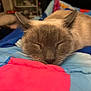 Layla is registered to the contest to win money with this photo: abyssinian, animal, blanket, cat, furniture, homedecor, kitten, linen, manx, pet, siamese