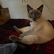 Layla is registered to the contest to win money with this photo: abyssinian, animal, bed, bedroom, blanket, box, cat, couch, furniture, homedecor, indoors, kitten, linen, manx, pet, quilt, room, siamese