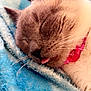 Layla joined the competition — help win amazing prizes! accessories, animal, blanket, bodypart, cat, collar, head, homedecor, kitten, linen, manx, mouth, person, pet, quilt, siamese, sleeping, teeth, tongue, towel