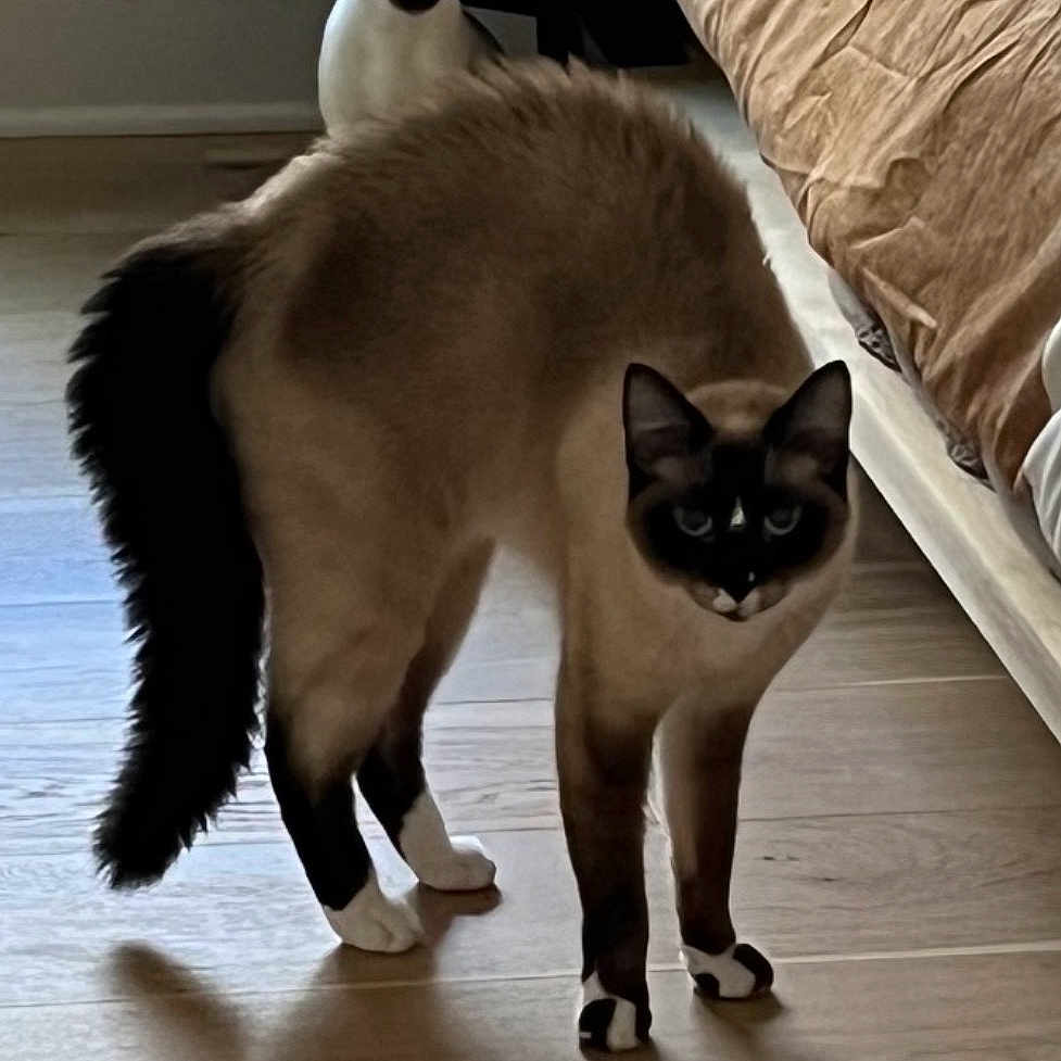 Lennox is registered to the contest to win money with this photo: animal, arched_back, bed, black, brown, cat, curious, domestic_cat, ears, floor, furniture, home, indoor, pet, siamese_cat, sitting, tail, two_cats, white, wooden_floor