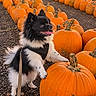 dog, puppy, black_and_white, fluffy, harness, leash, outdoor, pumpkin, pumpkin_patch, autumn, fall, orange, farm, field, harvest, rows, nature, pet, standing, portrait