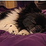 dog, puppy, sleeping, napping, fluffy, black_and_white, long_hair, pet, animal, portrait, close_up, bed, purple_bedding, indoors, cozy, relaxed, resting, closed_eyes, snout, cute
