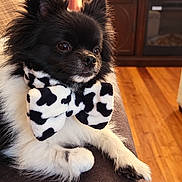 Coronel Bruno Valdez is registered to the contest to win money with this photo: dog, small_dog, fluffy, black_and_white, bow_tie, cow_print, pet, canine, sitting, couch, living_room, indoor, portrait, long_fur, pointed_ears, dark_eyes, wooden_floor, television, furniture, cute