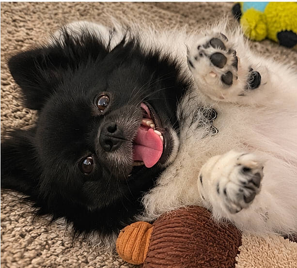black_and_white, carpet, close_up, cute, dog, fluffy, fur, happy, indoor, lying_down, paw_pads, paws, playful, plush_toy, portrait, puppy, rolling_over, smiling, tongue_out, toy