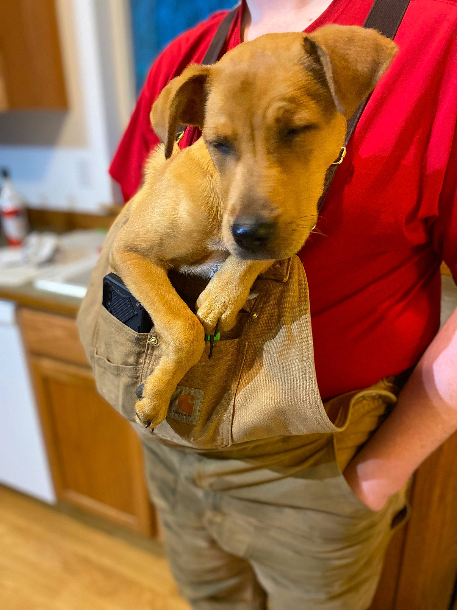 Ginger is registered to the contest to win money with this photo: animal_sports, canidae, carnivore, collar, companion_dog, dog, dog_breed, dog_supply, fawn, flooring, hardwood, hound, mammal, paw, pet_supply, snout, sporting_group, vertebrate, wood, working_animal