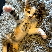 Minka joined the competition — help win amazing prizes! kitten, cat, pet, fluffy_rug, paw, stretching, cute, feline, indoor, young_animal, fur, whiskers, relaxed, playful, animal, small, closeup, mammal, domestic, curious