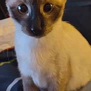 Chopper joined the competition — help win amazing prizes! animal, blurred, cat, closeup, cozy, curious, cute, domestic_animal, ears, eyes, face, feline, fur, indoor, mammal, pet, siamese_cat, sitting, soft, whiskers