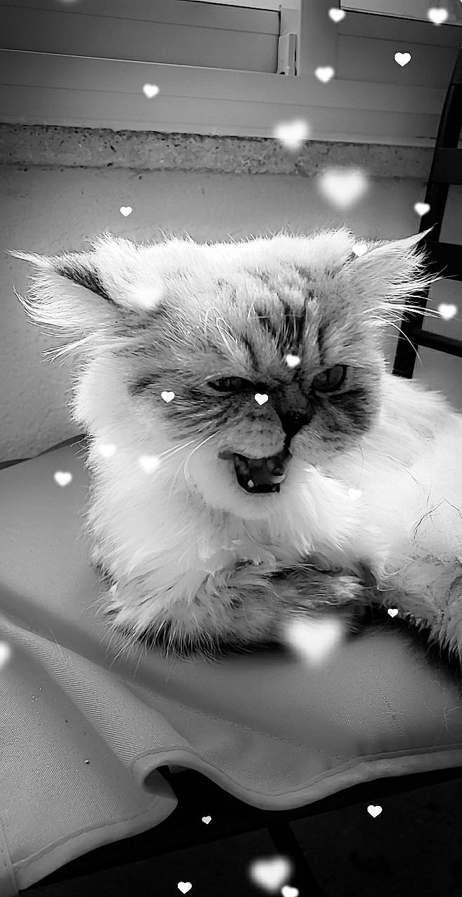 Sheldon a rejoint le concours — aidez-le/la à gagner de superbes lots ! black_and_white, carnivore, cat, chair, claw, feather, felidae, fur, monochrome, monochrome_photography, paw, plant, ragdoll, room, sitting, small_to_medium_sized_cats, style, tail, whiskers, white