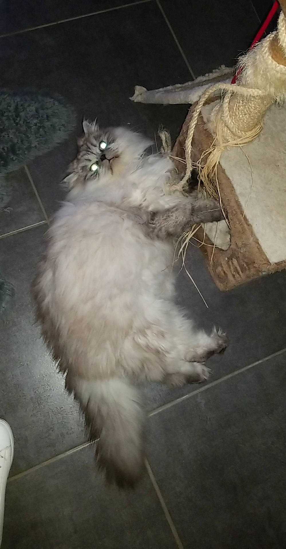 Sheldon participe au concours pour gagner de l'argent avec cette photo : asphalt, british_longhair, carnivore, cat, fawn, felidae, flooring, fur, grey, paw, road_surface, small_to_medium_sized_cats, snout, tail, terrestrial_animal, whiskers, wood